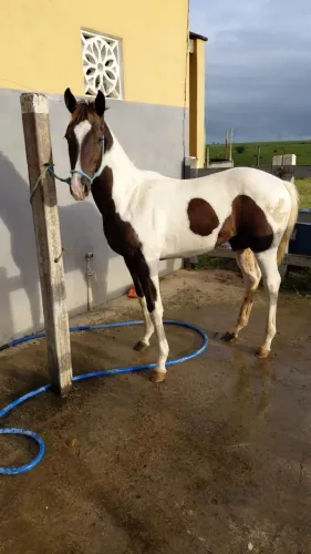 potro Paint Horse