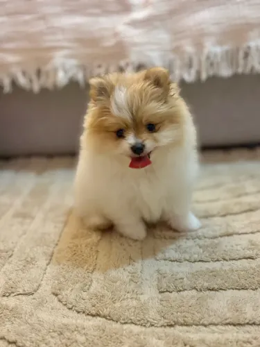 Linda Filhote de Lulu da Pomerânia (Spitz Alemão) Disponível.