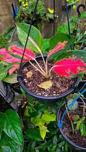 Mudas de Plantas: Aglaonema