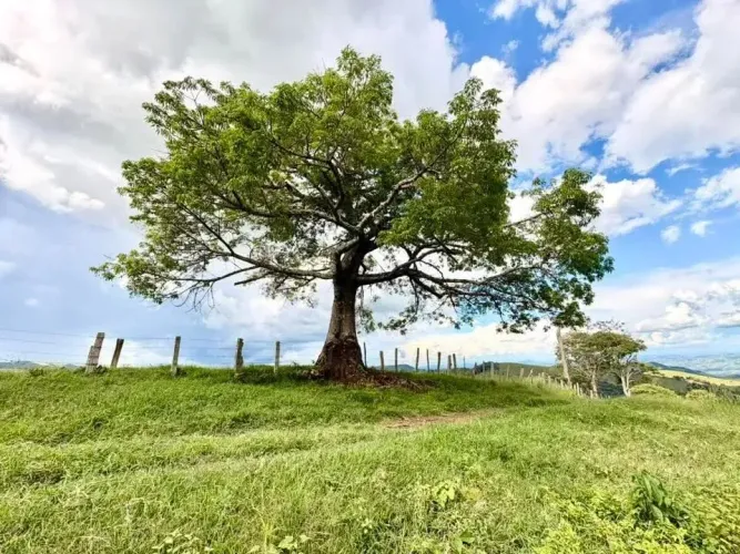 Terreno Paineiras das princesas