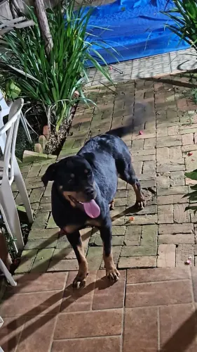 Reserva de filhotes de rottweiler 