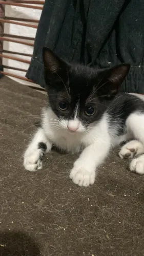 GATINHOS PRA DOAÇÃO! 