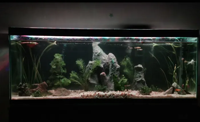 Vendo aquario completo com decoração