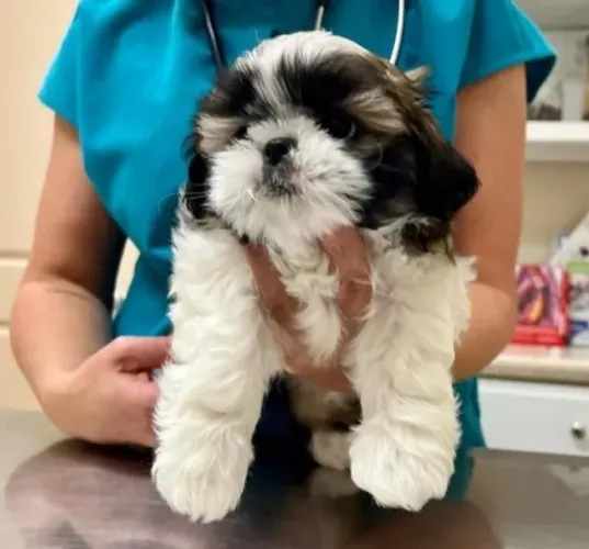 Filhotes de Shih Tzu | Filhotes com jeitos divertidos e muita personalidade!