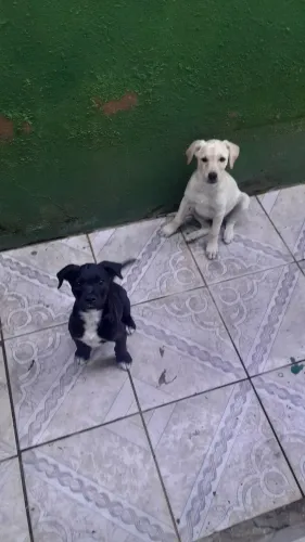 DOA-SE DOIS CACHORROS MOTIVO MUDANÇA. 