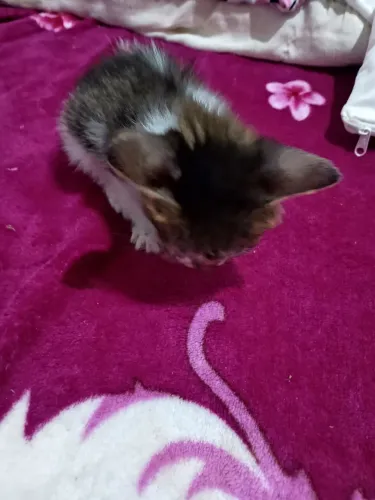 Gatos 