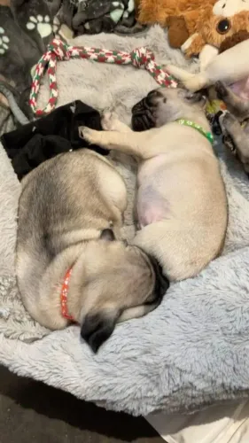 Filhotes de Pug | Beleza em tamanho mini!