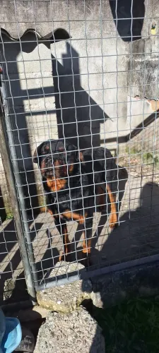 Rottweiler macho