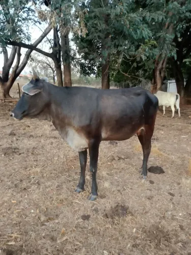 Vaca e novilha 