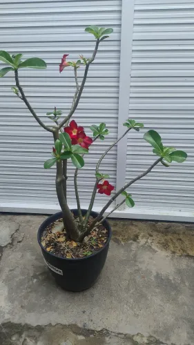 Rosa do deserto vermelha