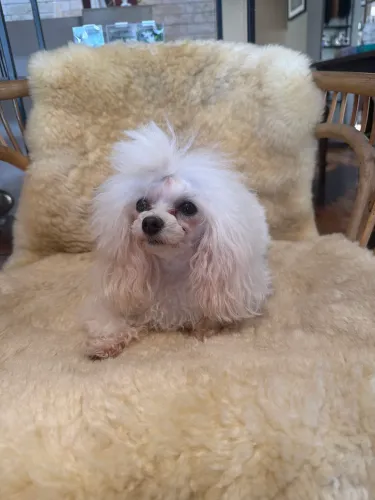 Procuro namorado poodle