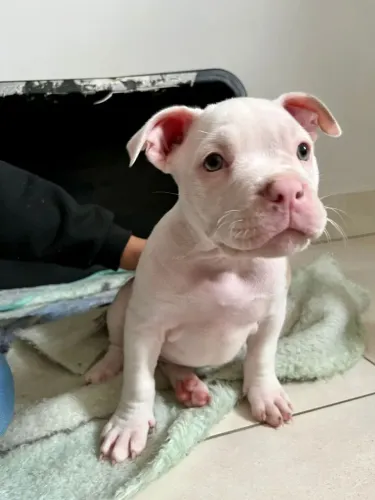 Filhotes American Bully Pocket