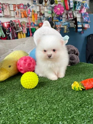 Spitz alemão macho ursinho disponível $2.200,00