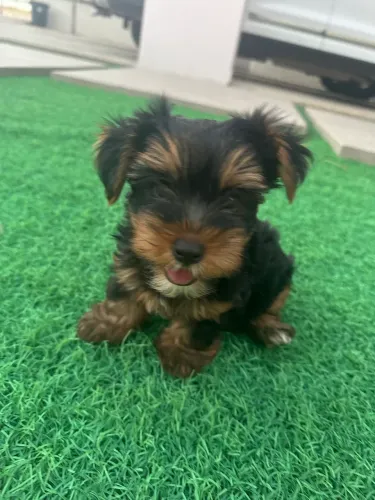 Cachorro filhote de yorkshire