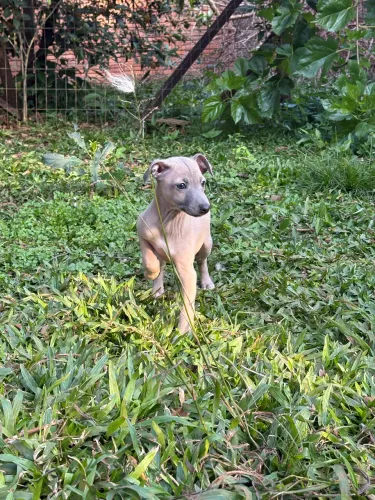Filhote macho galgo italiano