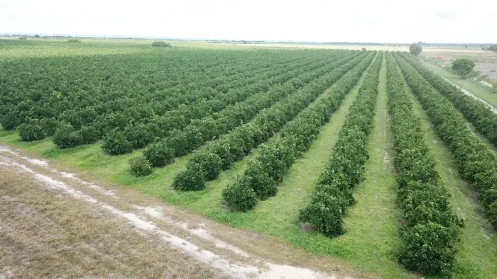 Vendo Fazenda Vale da Laranja Itapicuru-BA com 380 tarefas 45.000 pés de laranja