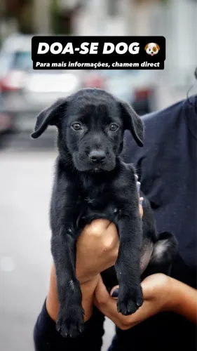 DOA-SE ESTE DOG ?