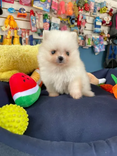 Lulu da Pomerânia machinho