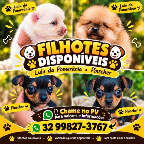 Filhotes de pets