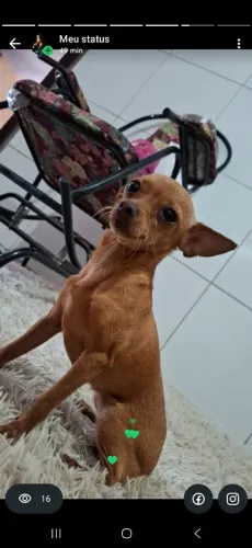 Cachorro(a) Pinscher