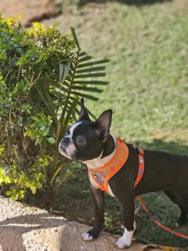 Boston Terrier Filhotes