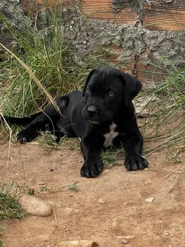 Cane Corso puro