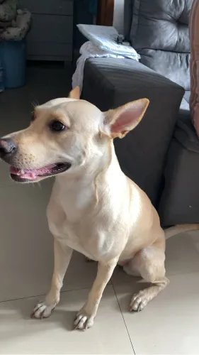 Estou doando uma cachorra porte grande vira lata