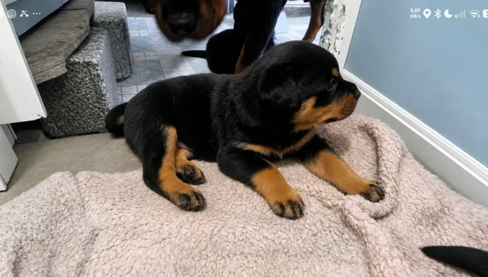 Filhotes Rottweilers