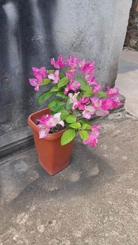 Planta Bougainville
