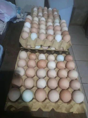 Ovos galinha