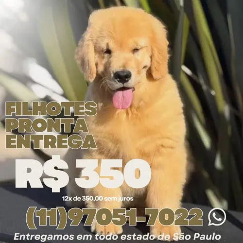 Golden Retriever com Pedigree