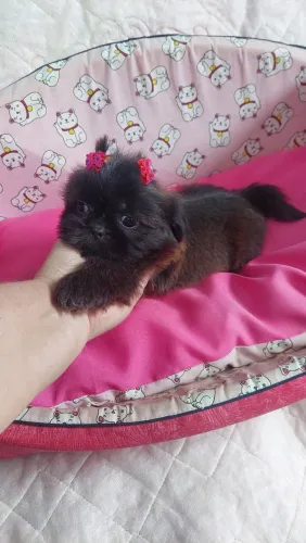 Fêmea shihtzu