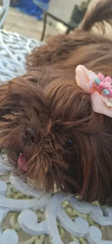 Vendo linda shih tzu 