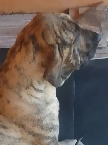 Filhotes de fila brasileiro