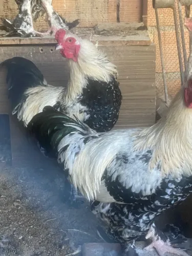Galo Brahma 