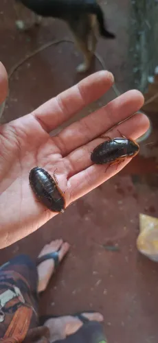 Baratas Dúbia