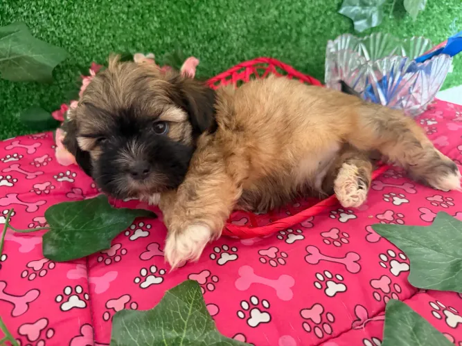 Lindo filhote de shih tzu macho
