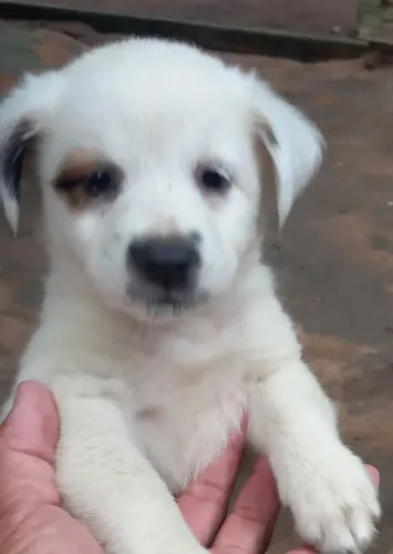 Vendo filhotes de chow-chow mestiços 