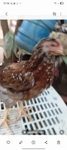 critério de galinhas gsb aracoiaba. 