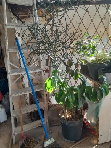 Plantas já pegadas