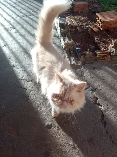 Gato