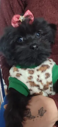 Doar filhote cachorrinha 