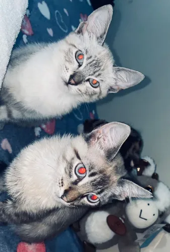 Gatinhas Para Doação