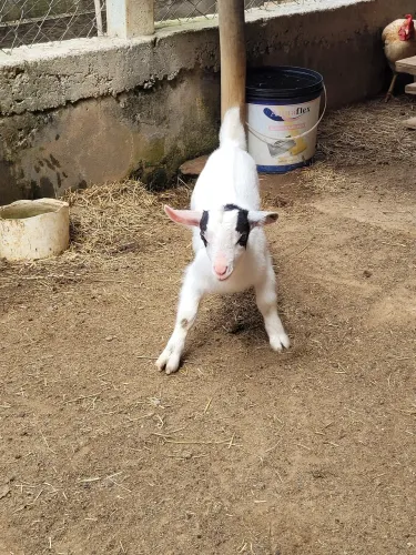 Mini cabras
