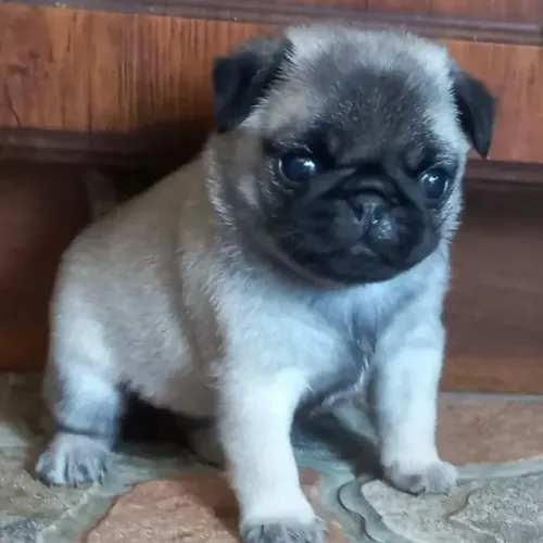 Filhotes de Pug | Amor que muda o ambiente.