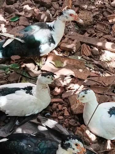 Patos casal ou unidade