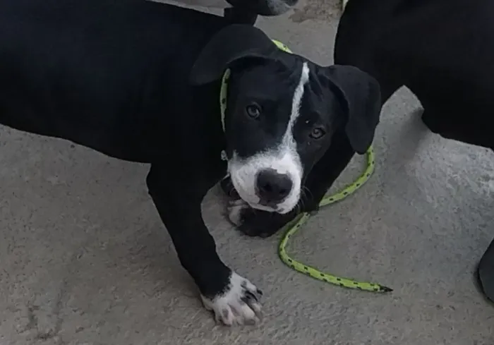 Vende_se filhote de 4 meses ,cachorra Pit Bull