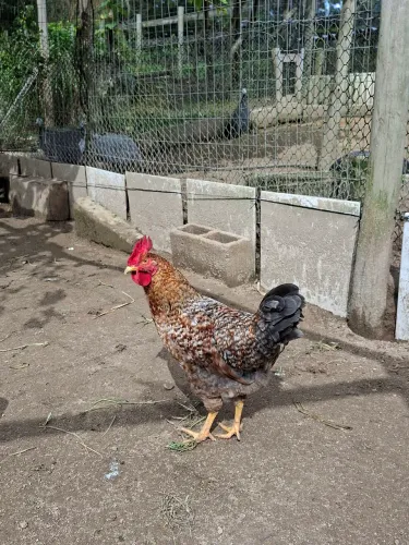Frango Caipira