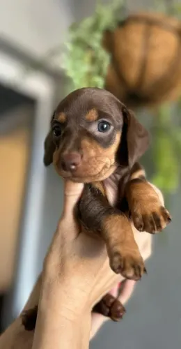 Dachshund