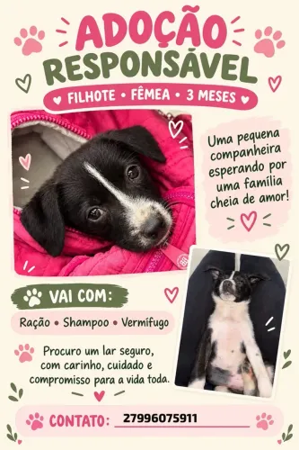 Cachorrinha para adoção